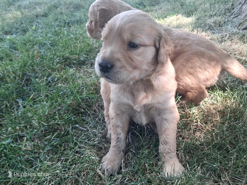 Little boy – Golden Retriever puppy for sale in Bly, OR