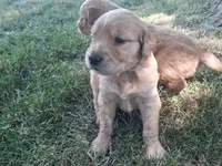 Little boy, a male Golden Retriever for sale in Klamath Falls, OR – 1 of 6