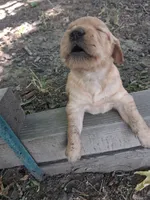 Little girl, a female Golden Retriever for sale in Klamath Falls, OR – 2 of 3
