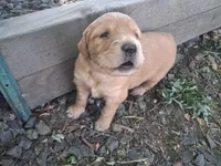 Little boy, a male Golden Retriever for sale in Klamath Falls, OR – 2 of 6