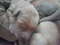 Little boy, a male Golden Retriever for sale in Bly, OR – 2 of 4