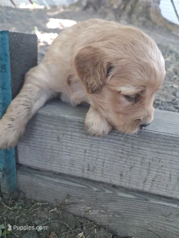 Little girl – Golden Retriever puppy for sale in Bly, OR