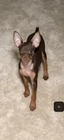 Izzy III, a female Miniature Pinscher for sale in Alexandria, VA – 2 of 2