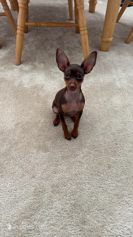 Izzy III – Miniature Pinscher puppy for sale in Alexandria, VA