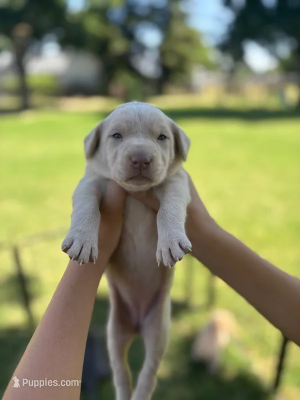 Sweet Pea (Champagne female) – Labrador Retriever puppy for sale in Visalia, CA