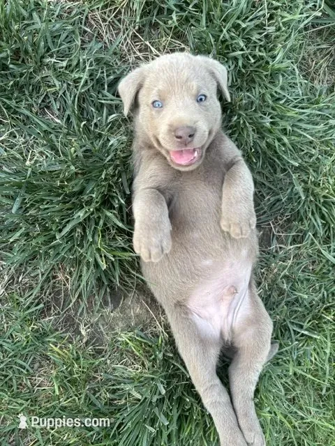 Lucky (Silver male) – Labrador Retriever puppy for sale in Visalia, CA