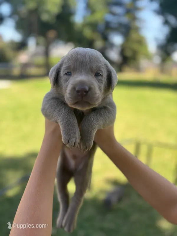 Sleepy (Silver male) – Labrador Retriever puppy for sale in Visalia, CA