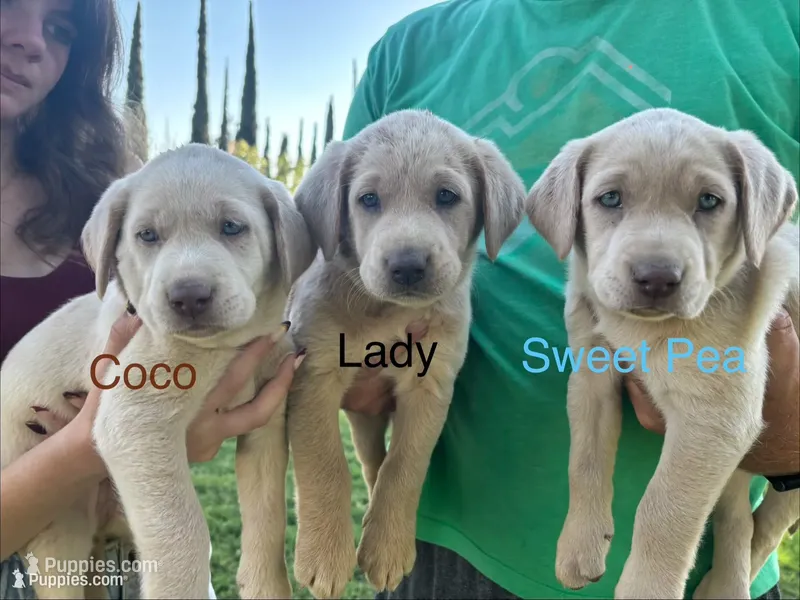 Coco (Champagne female) – Labrador Retriever puppy for sale in Visalia, CA