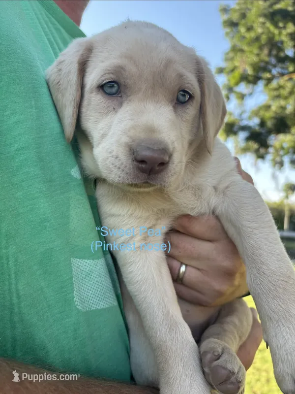 Sweet Pea (Champagne female) – Labrador Retriever puppy for sale in Visalia, CA