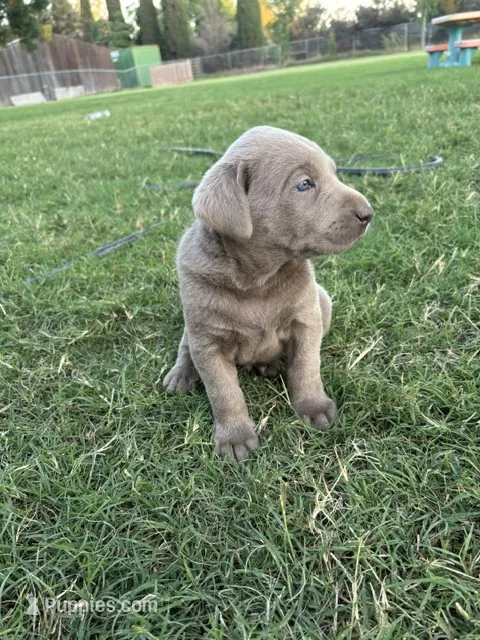 Sleepy (Silver male) – Labrador Retriever puppy for sale in Visalia, CA