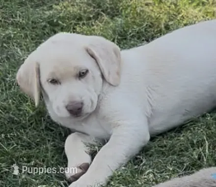 Coco (Champagne female) – Labrador Retriever puppy for sale in Visalia, CA
