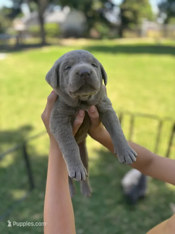 Lucky (Silver male) – Labrador Retriever puppy for sale in Visalia, CA