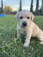 Lady (Champagne female), a female Labrador Retriever for sale in Visalia, CA – Photo 1 of 9