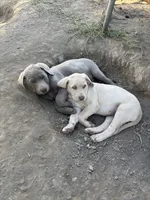 Sleepy (silver male), a male Labrador Retriever for sale in Visalia, CA – 4 of 5