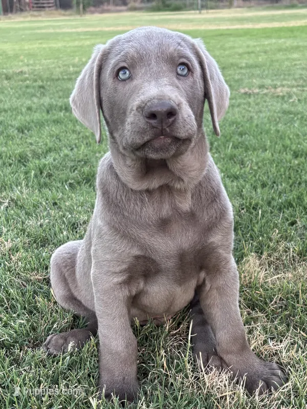Sunny (silver male) – Labrador Retriever puppy for sale in Visalia, CA