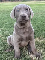 Sunny (silver male), a male Labrador Retriever for sale in Visalia, CA – 1 of 8