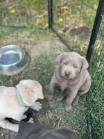 Sleepy (Silver male), a male Labrador Retriever for sale in Visalia, CA – Photo 2 of 8