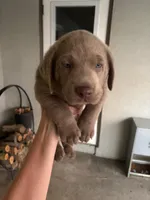 Sleepy (Silver male), a male Labrador Retriever for sale in Visalia, CA – Photo 4 of 8