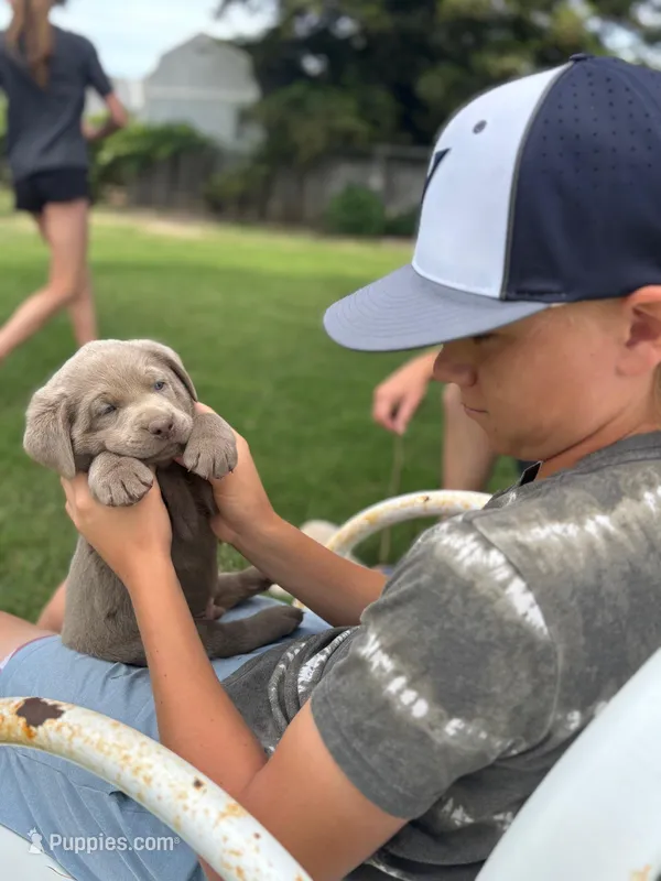 Sleepy (Silver male) – Labrador Retriever puppy for sale in Visalia, CA
