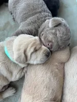 Sleepy (Silver male), a male Labrador Retriever for sale in Visalia, CA – Photo 7 of 8