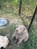 Sleepy (Silver male), a male Labrador Retriever for sale in Visalia, CA – Photo 3 of 8