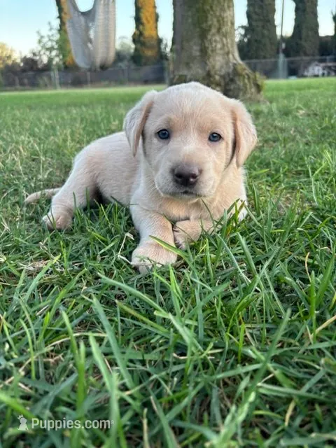 Coco (Champagne female) – Labrador Retriever puppy for sale in Visalia, CA