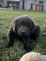 Buddy (charcoal male), a male Labrador Retriever for sale in Visalia, CA – 3 of 8