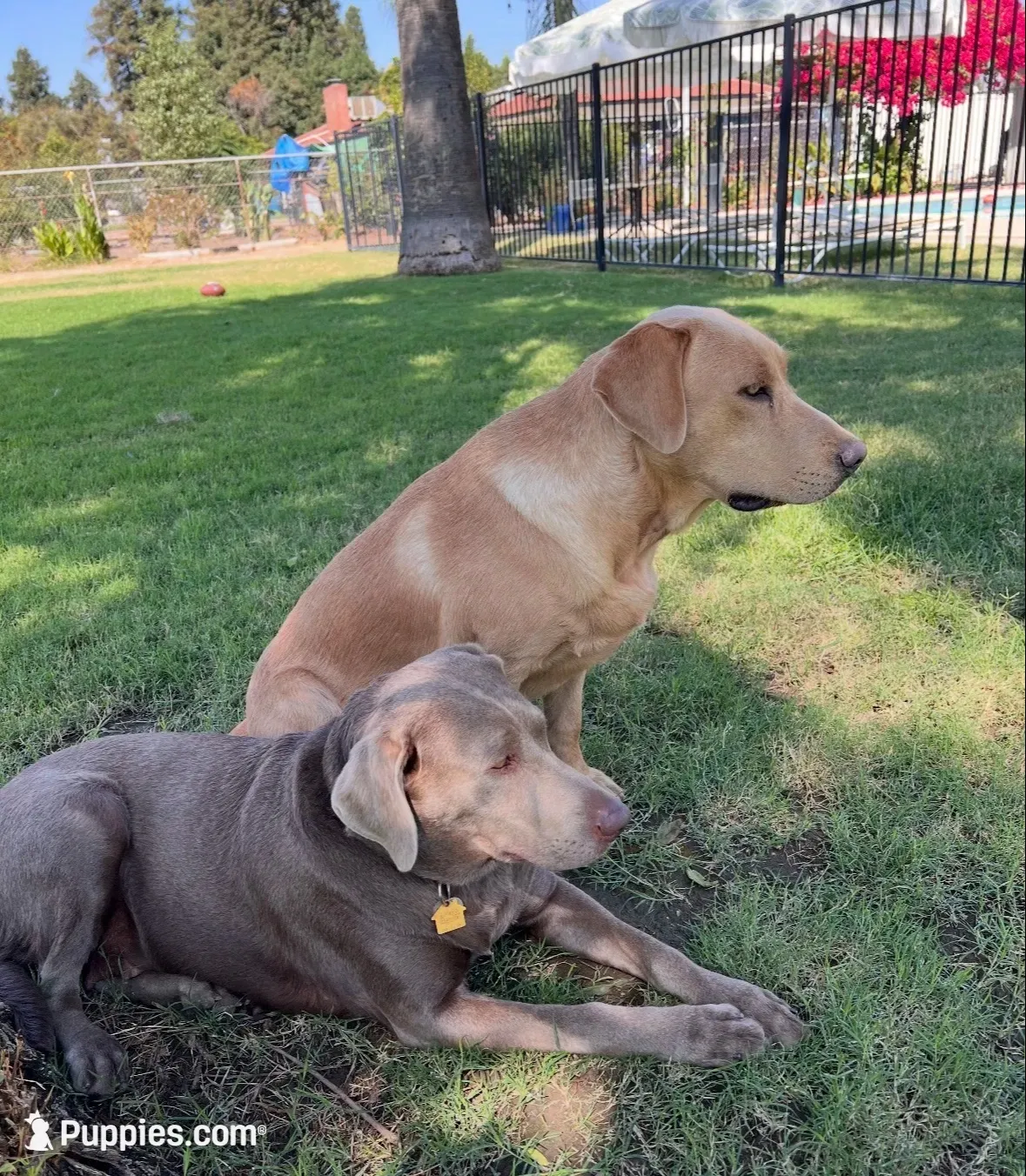 Sunny (silver male), a male Labrador Retriever for sale in Visalia, CA – 8 of 8