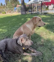 Sleepy (silver male), a male Labrador Retriever for sale in Visalia, CA – 5 of 5