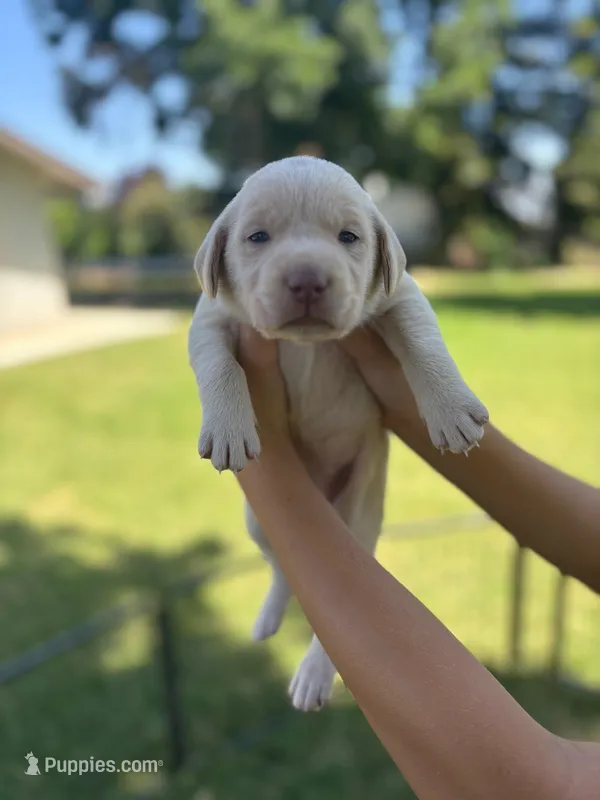 Coco (Champagne female) – Labrador Retriever puppy for sale in Visalia, CA