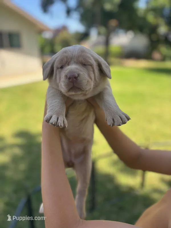 Sugar (Champagne female) – Labrador Retriever puppy for sale in Visalia, CA