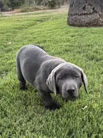 Buddy (charcoal male), a male Labrador Retriever for sale in Visalia, CA – 1 of 8