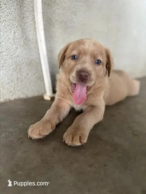 Sugar (Champagne female) – Labrador Retriever puppy for sale in Visalia, CA