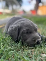 Buddy (Charcoal male), a male Labrador Retriever for sale in Visalia, CA – Photo 3 of 7