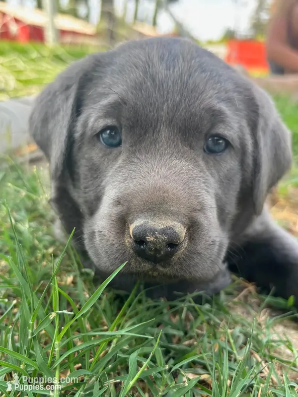 Buddy (Charcoal male) – Labrador Retriever puppy for sale in Visalia, CA