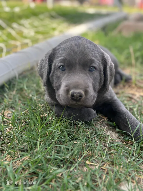Buddy (Charcoal male) – Labrador Retriever puppy for sale in Visalia, CA