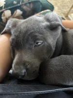 Buddy (charcoal male), a male Labrador Retriever for sale in Visalia, CA – 5 of 8