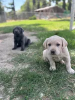 Sugar (Champagne female), a female Labrador Retriever for sale in Visalia, CA – Photo 7 of 10
