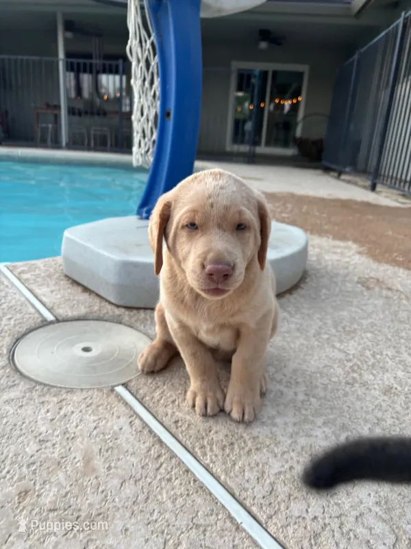 Sugar (Champagne female) – Labrador Retriever puppy for sale in Visalia, CA