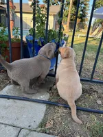 Sweet Pea (Champagne female), a female Labrador Retriever for sale in Visalia, CA – Photo 8 of 8