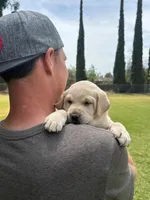 Sweet Pea (Champagne female), a female Labrador Retriever for sale in Visalia, CA – Photo 3 of 8