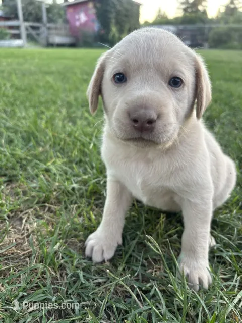Sweet Pea (Champagne female) – Labrador Retriever puppy for sale in Visalia, CA