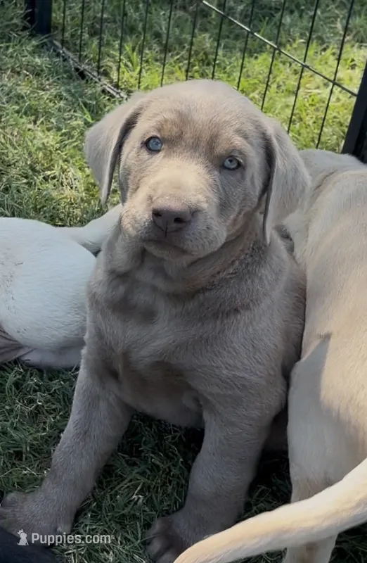 Sleepy (Silver male) – Labrador Retriever puppy for sale in Visalia, CA