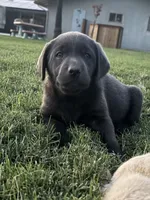 Buddy (charcoal male), a male Labrador Retriever for sale in Visalia, CA – 1 of 8