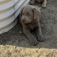 Lucky (Silver male), a male Labrador Retriever for sale in Visalia, CA – Photo 8 of 8