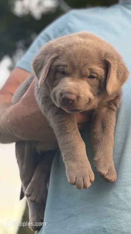 Lucky (Silver male) – Labrador Retriever puppy for sale in Visalia, CA