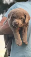 Lucky (Silver male), a male Labrador Retriever for sale in Visalia, CA – Photo 1 of 8
