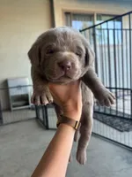 Lucky (Silver male), a male Labrador Retriever for sale in Visalia, CA – Photo 2 of 8