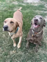 Lucky (Silver male), a male Labrador Retriever for sale in Visalia, CA – Photo 7 of 8