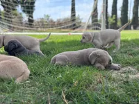 Lucky (Silver male), a male Labrador Retriever for sale in Visalia, CA – Photo 6 of 8